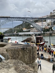 Larus michahellis