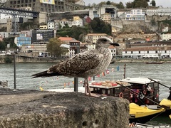 Larus michahellis