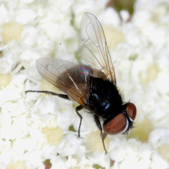 Phasia