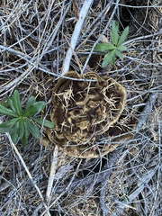 Phaeolus schweinitzii