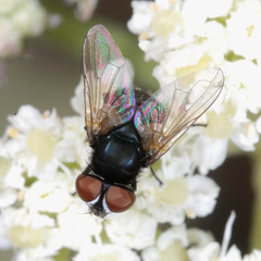 Phasia