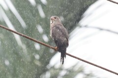 Kaupifalco monogrammicus