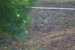 Ortygornis pondicerianus