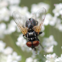 Phasia obesa