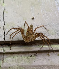 Hamadruas hieroglyphica