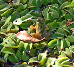 Pelophylax kurtmuelleri