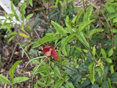 Macroptilium lathyroides