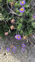 Brachyscome multifida