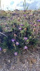 Brachyscome multifida