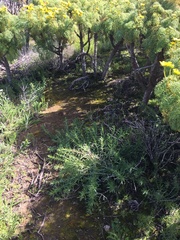 Deinandra clementina