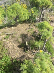 Dudleya virens insularis