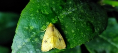 Scirpophaga incertulas