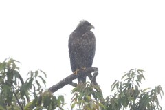 Hieraaetus wahlbergi