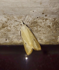 Scirpophaga incertulas