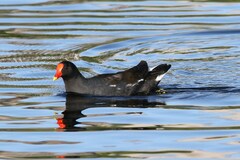 Gallinula chloropus meridionalis