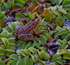 Pelophylax kurtmuelleri