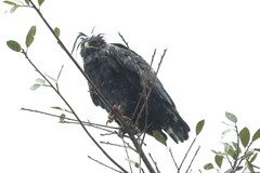 Lophaetus occipitalis