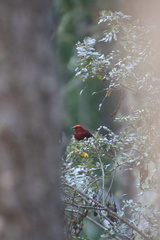 Himatione sanguinea