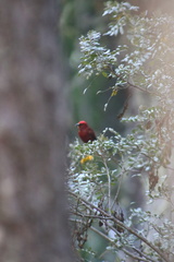 Himatione sanguinea