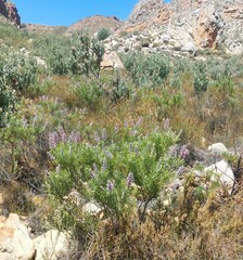 Paranomus bracteolaris