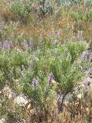 Paranomus bracteolaris