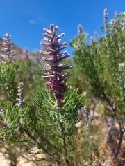 Paranomus bracteolaris