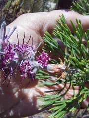 Paranomus bracteolaris