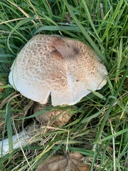 Agaricus augustus
