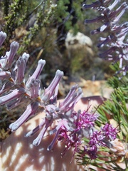 Paranomus bracteolaris