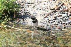 Passer melanurus melanurus