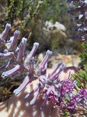 Paranomus bracteolaris