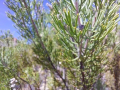 Paranomus bracteolaris