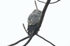 Kaupifalco monogrammicus