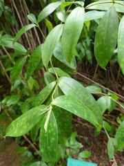 Dracaena surculosa