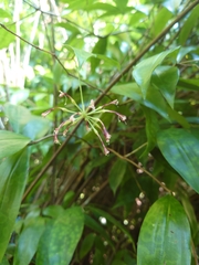 Dracaena surculosa
