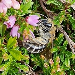 Colletes succinctus