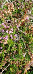 Colletes succinctus