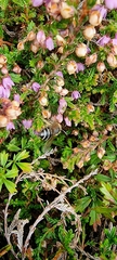 Colletes succinctus