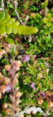 Colletes succinctus