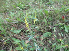 Melilotus suaveolens