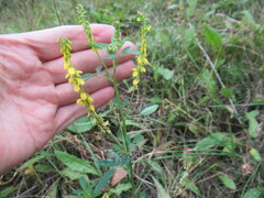 Melilotus suaveolens