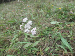 Achillea asiatica