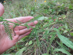 Achillea asiatica