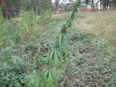 Cannabis sativa spontanea