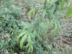 Cannabis sativa spontanea
