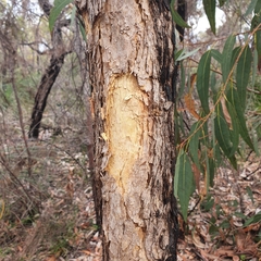 Corymbia eximia