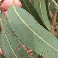 Corymbia eximia