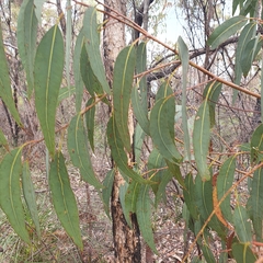 Corymbia eximia