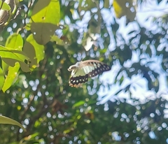 Graphium eurypylus