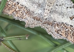 Dissomorphia australiaria